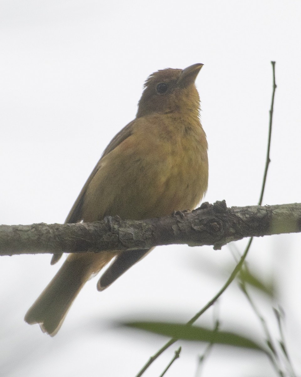 Summer Tanager - ML575960581