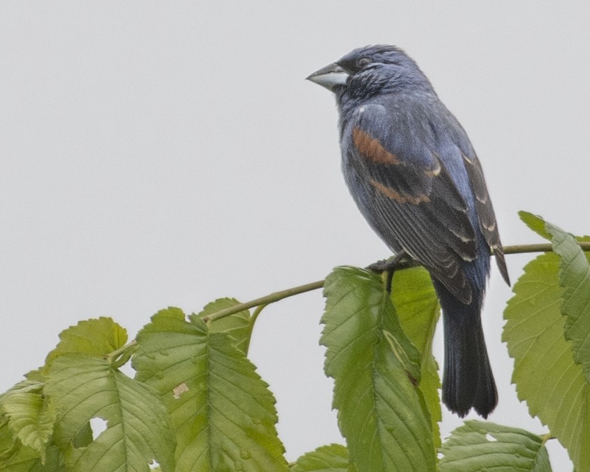 Blue Grosbeak - ML575960921