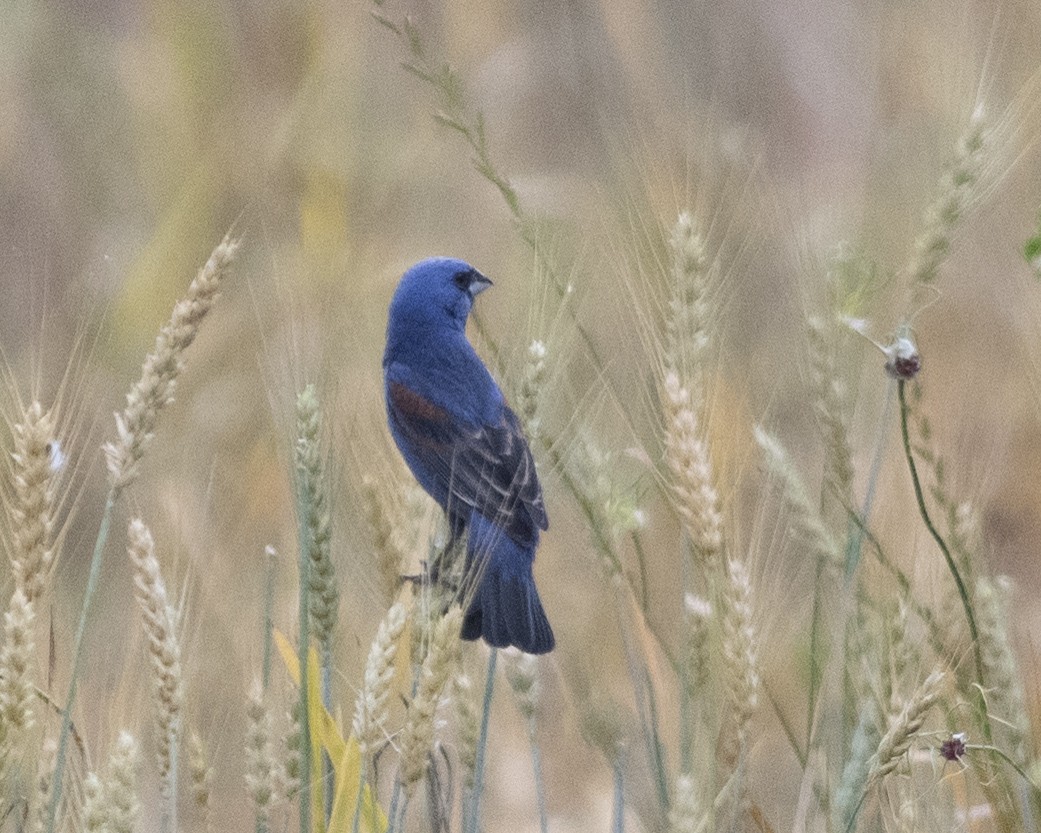 Blue Grosbeak - ML575960941
