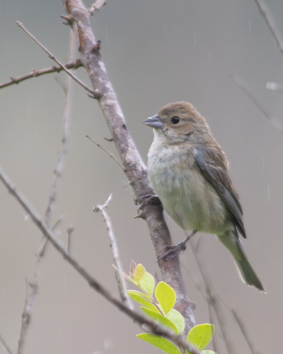 Indigo Bunting - ML575961061