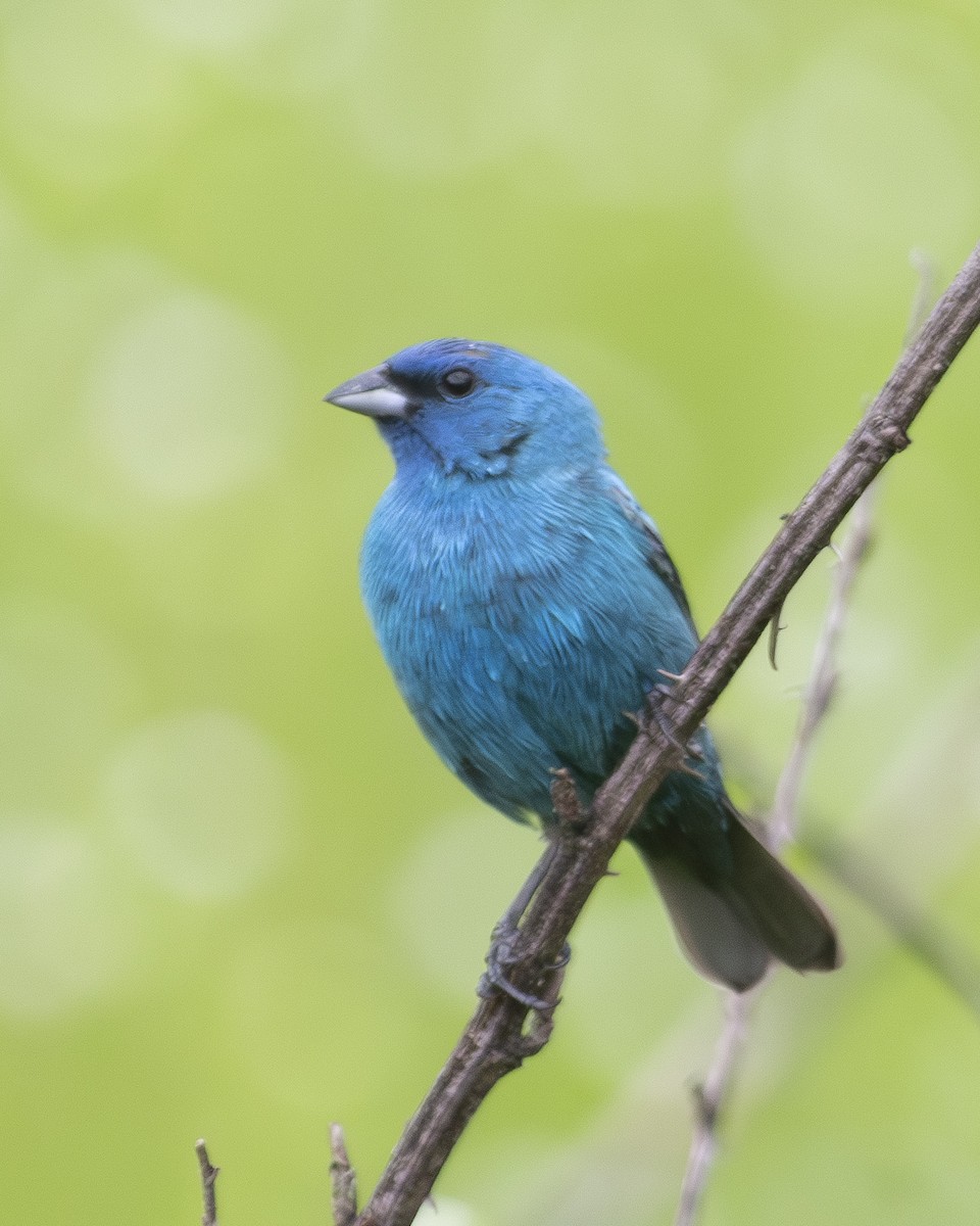Indigo Bunting - ML575961071