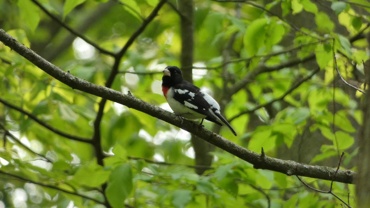 Rose-breasted Grosbeak - ML575961321
