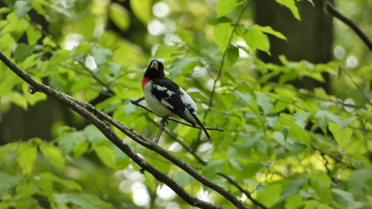 Rose-breasted Grosbeak - ML575961411