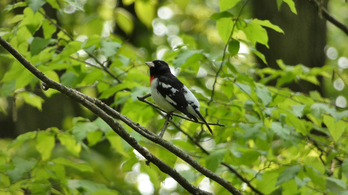 Rose-breasted Grosbeak - ML575961431