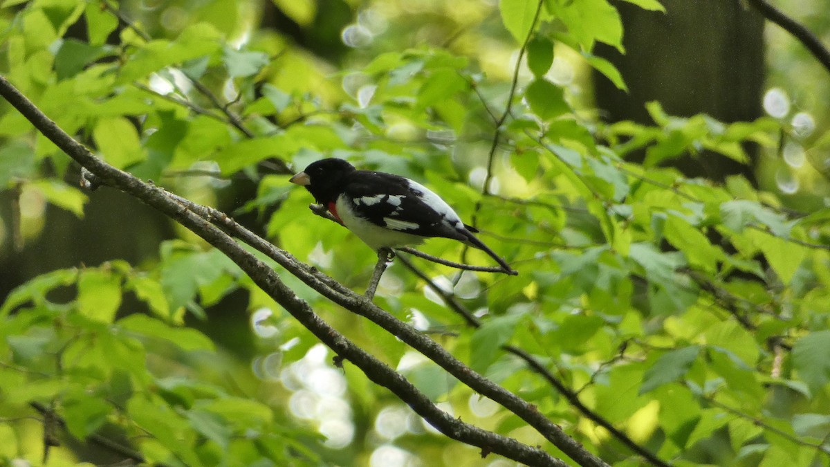 Rose-breasted Grosbeak - ML575961551