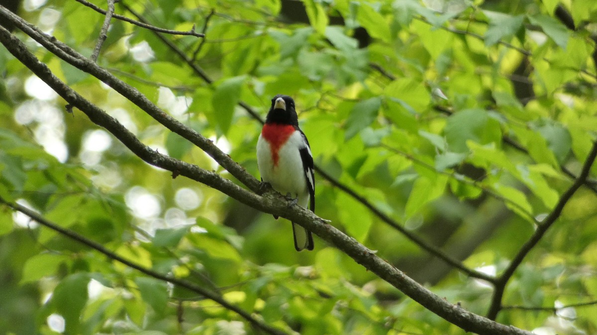 Rose-breasted Grosbeak - ML575961571