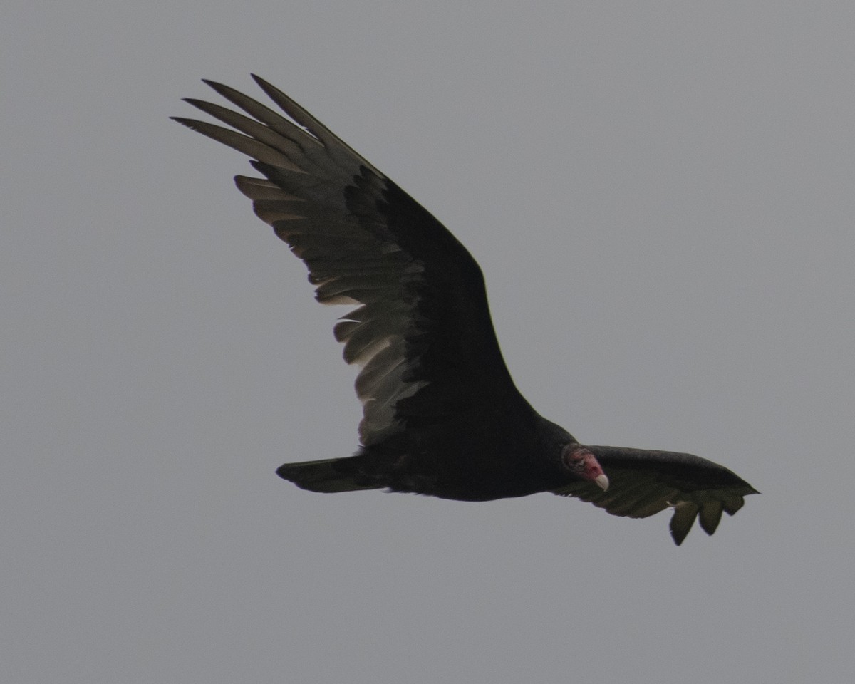 Turkey Vulture - ML575961721