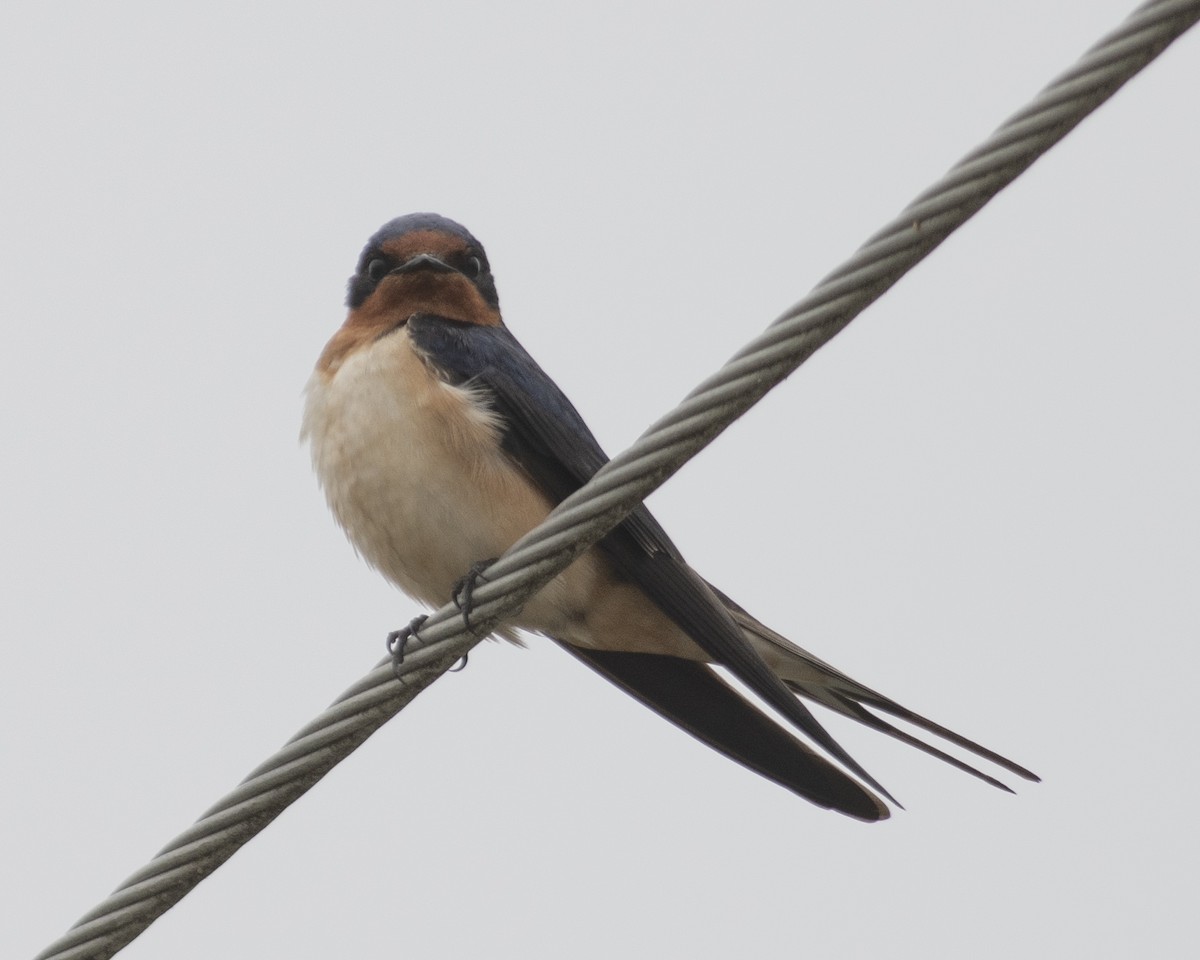 Barn Swallow - ML575962001