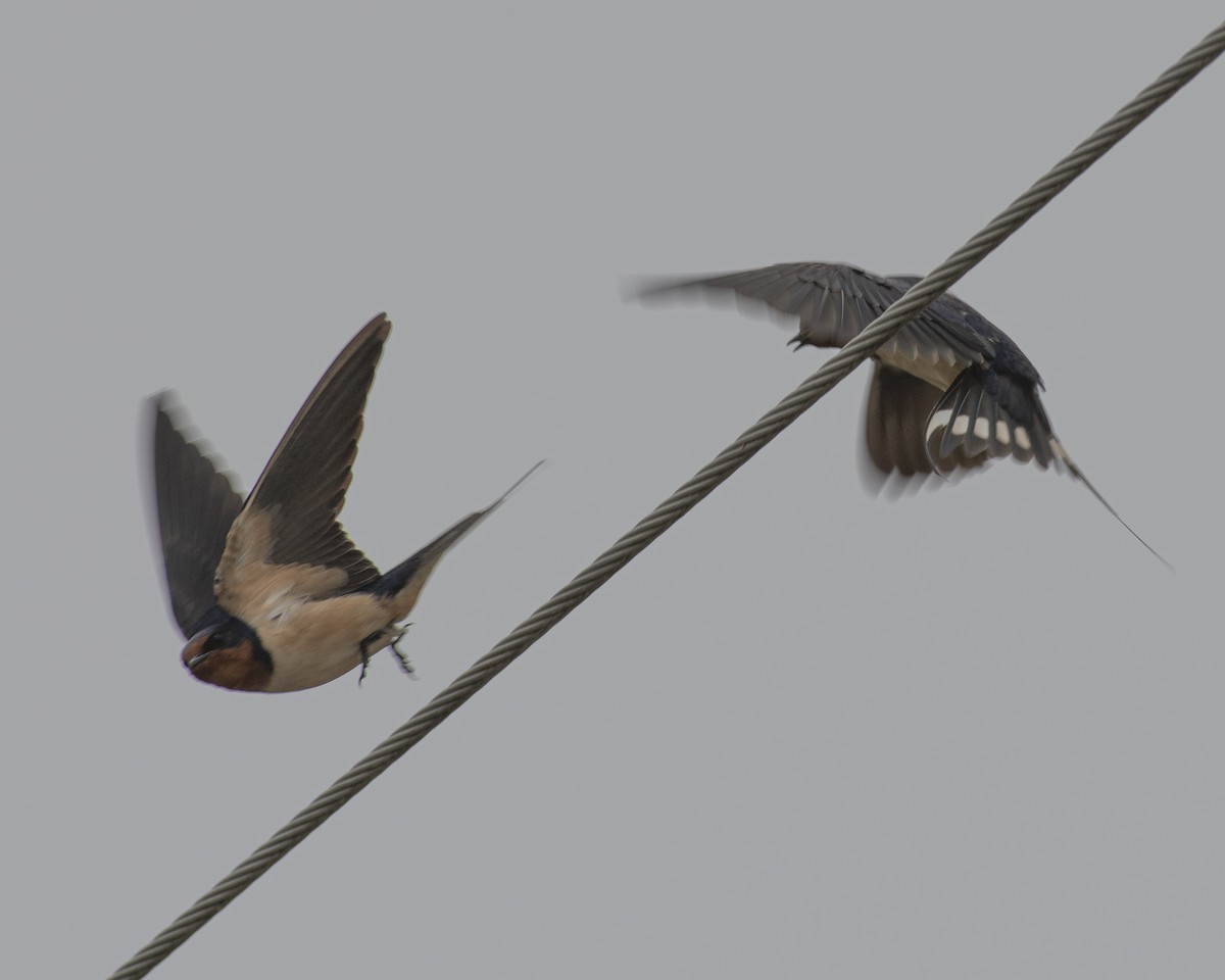 Barn Swallow - ML575962011