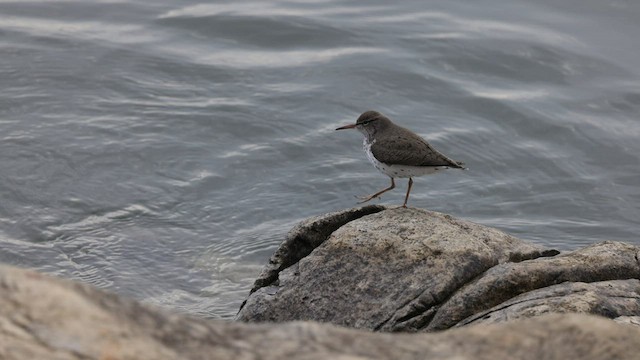 Spotted Sandpiper - ML575963231