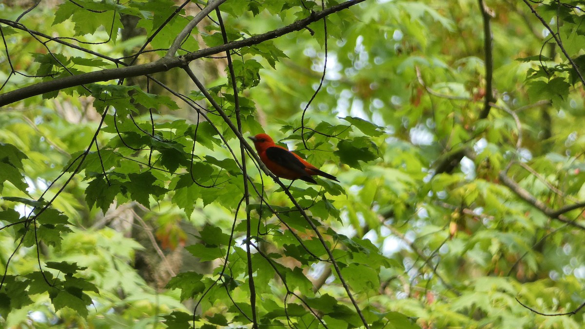 Scarlet Tanager - ML575963911