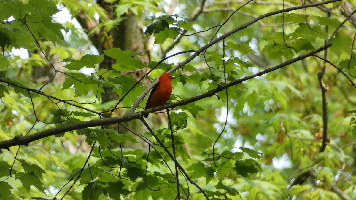 Scarlet Tanager - ML575963921