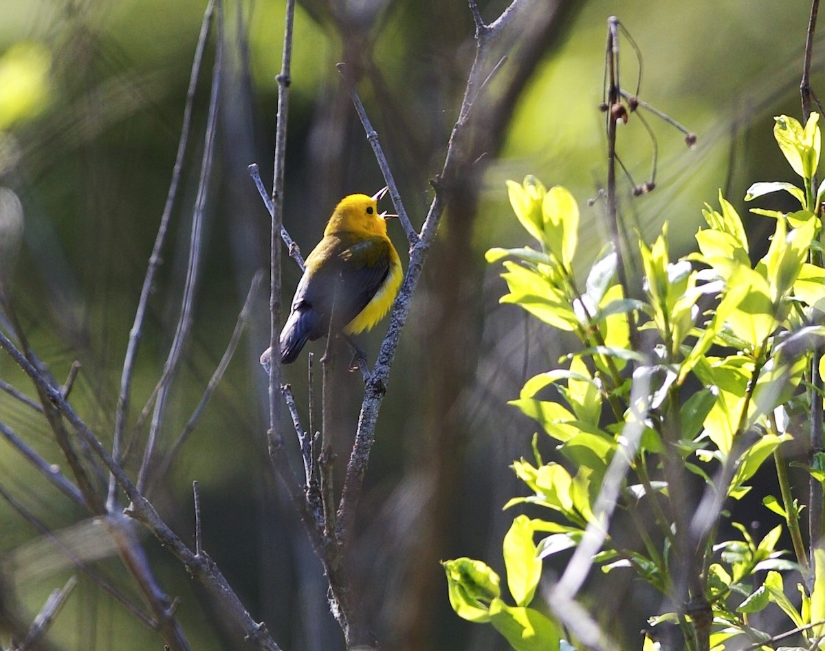 Prothonotary Warbler - ML575964141