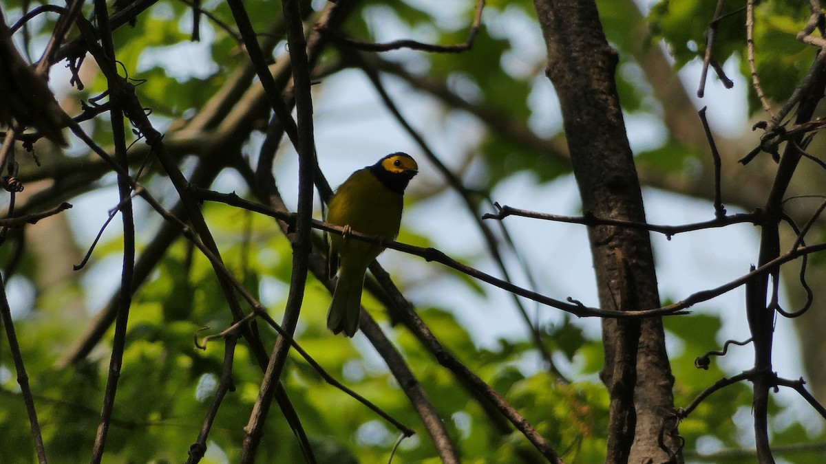 Hooded Warbler - ML575964371