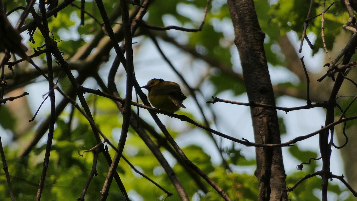 Hooded Warbler - ML575964381