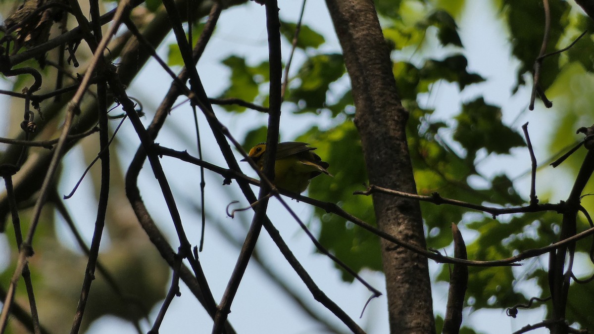 Hooded Warbler - ML575964391