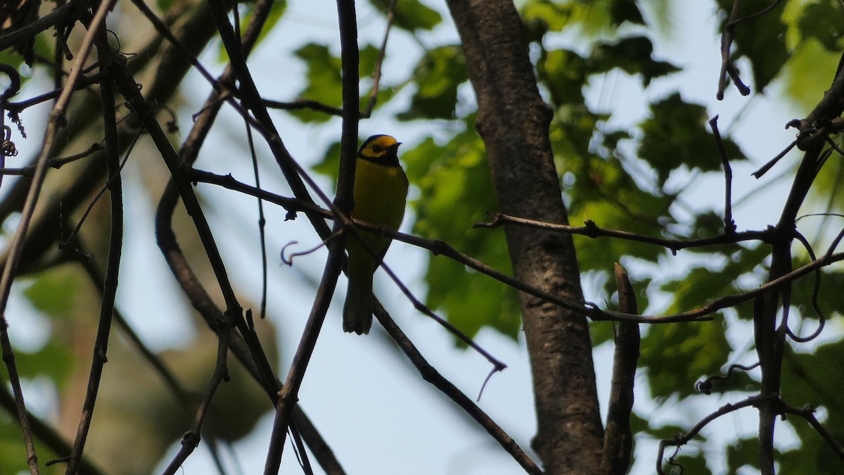 Hooded Warbler - ML575964401