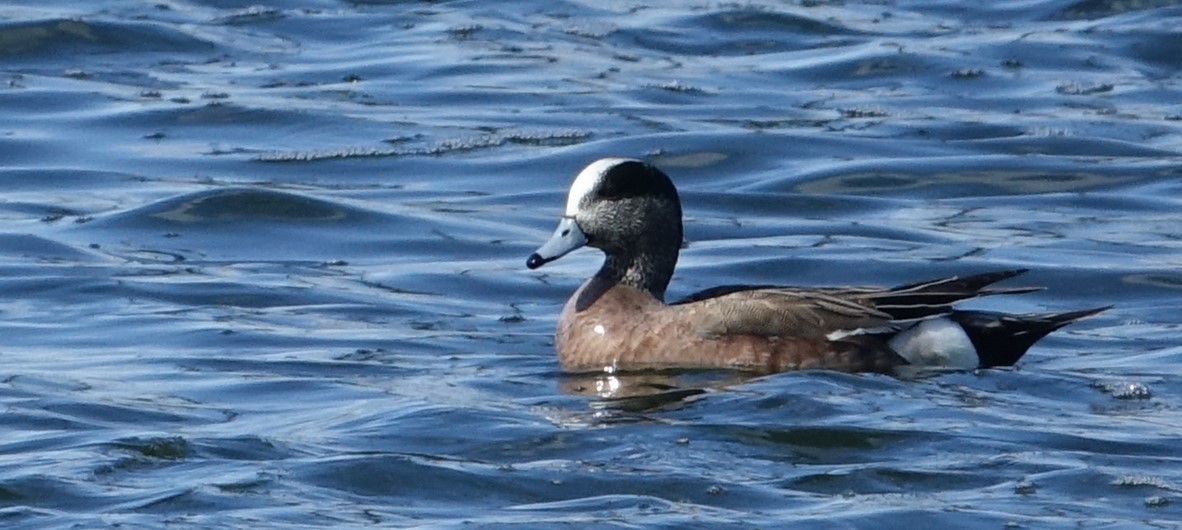 American Wigeon - ML575965101