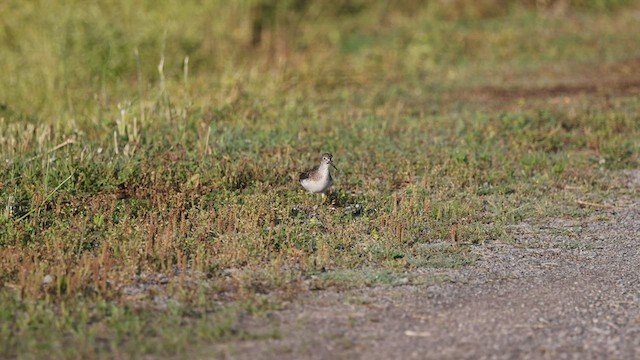 Solitary Sandpiper - ML575965441