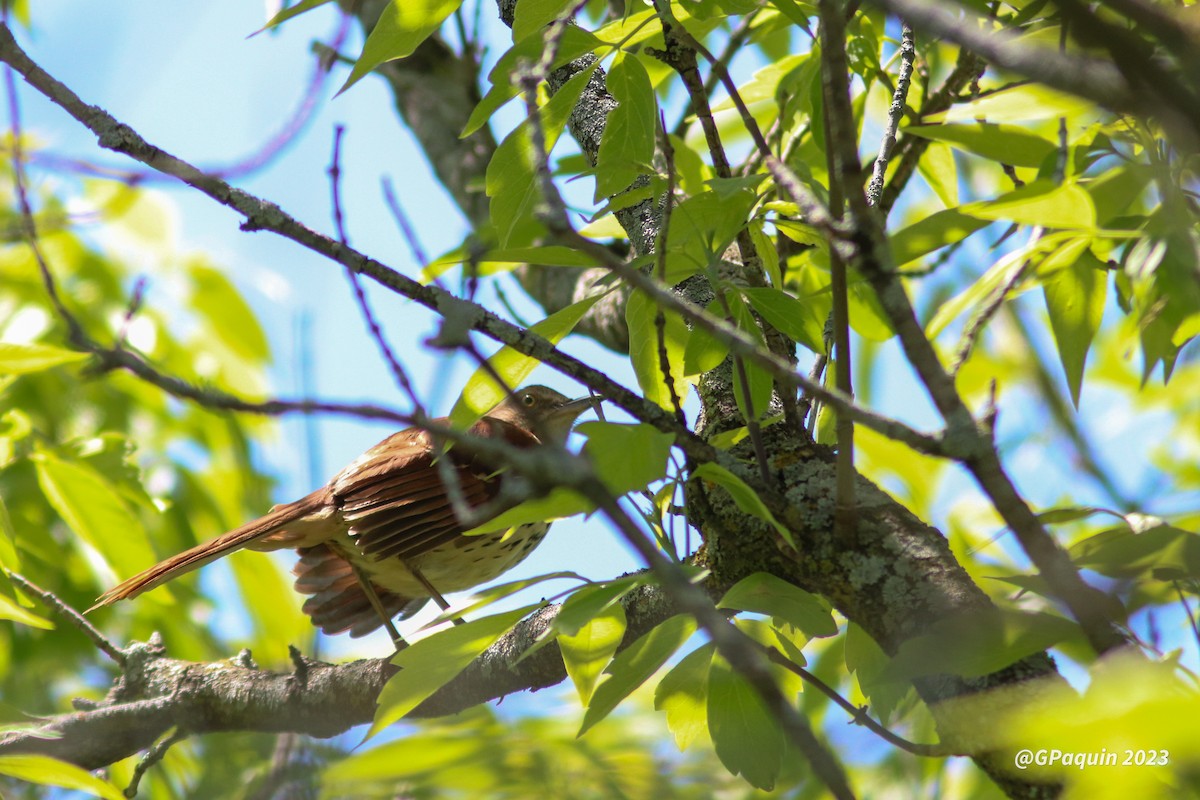 Brown Thrasher - ML575966121