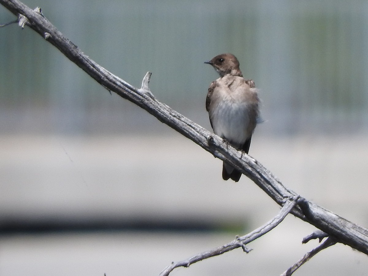 Golondrina Aserrada - ML575967501