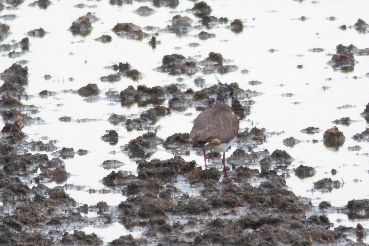 Northern Lapwing - Laura Rollán