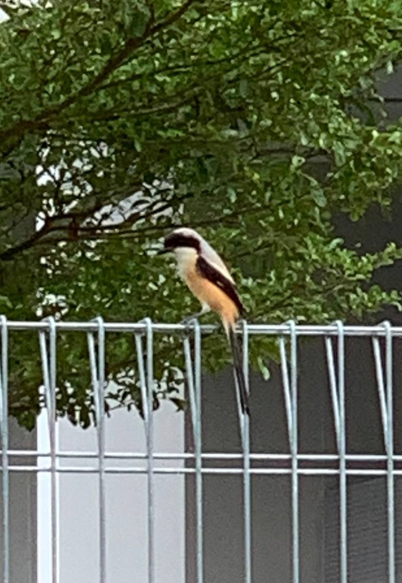 Long-tailed Shrike - ML575968631