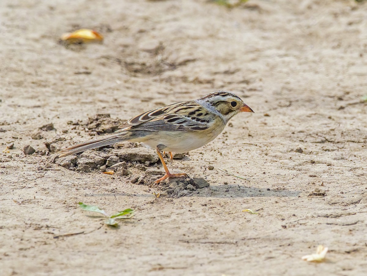 Clay-colored Sparrow - ML575968971