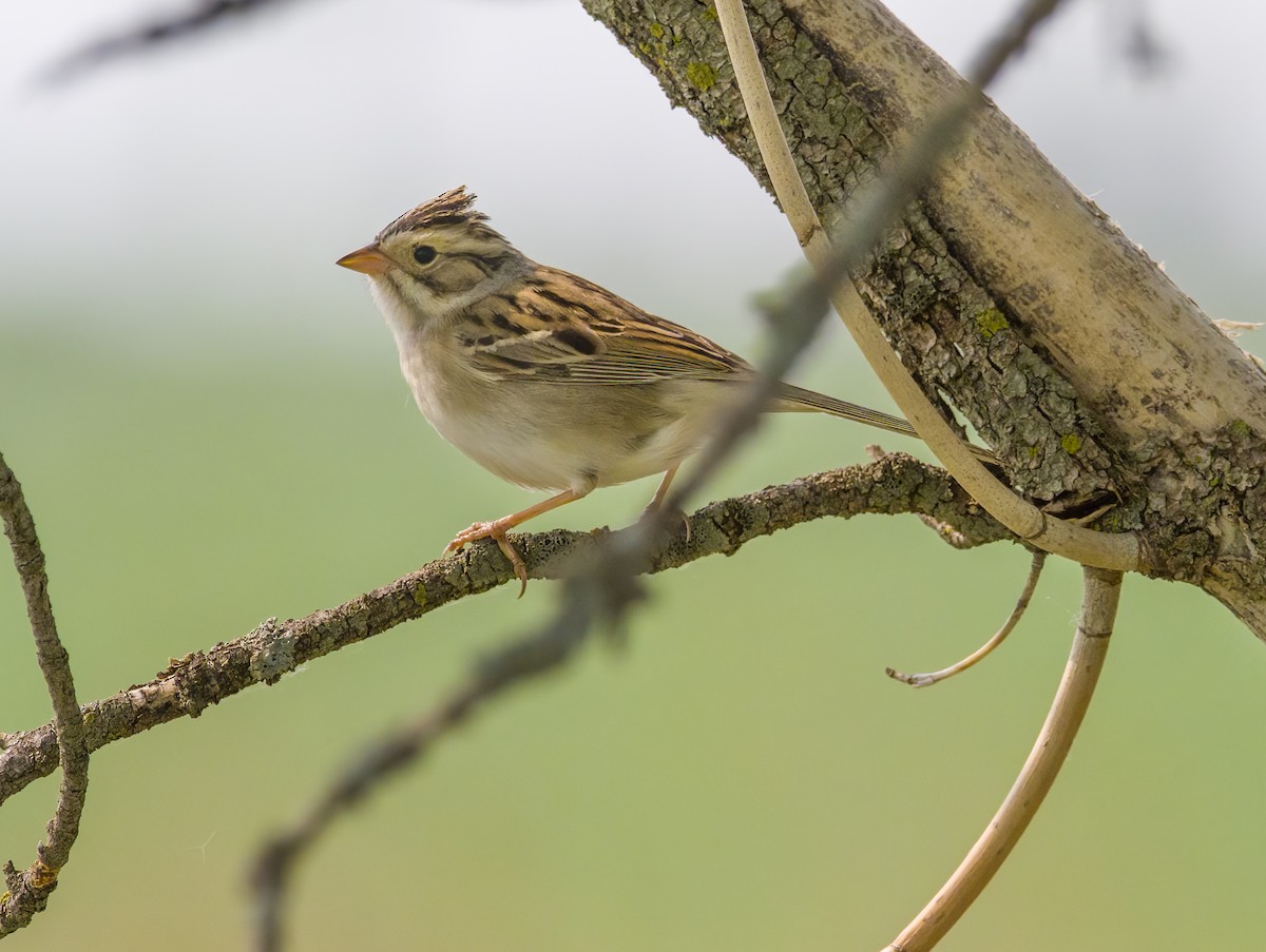 Clay-colored Sparrow - ML575968981