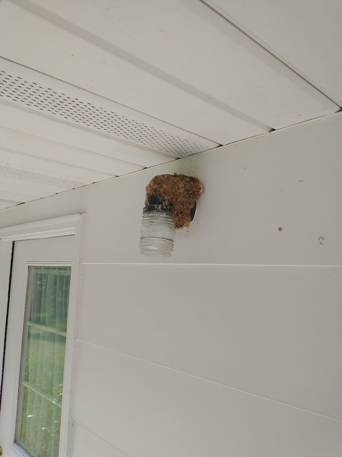 Eastern Phoebe - ML575969631