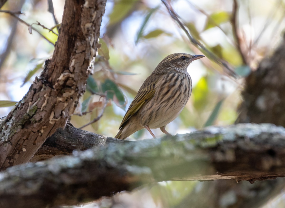 Striped Pipit - ML575970061