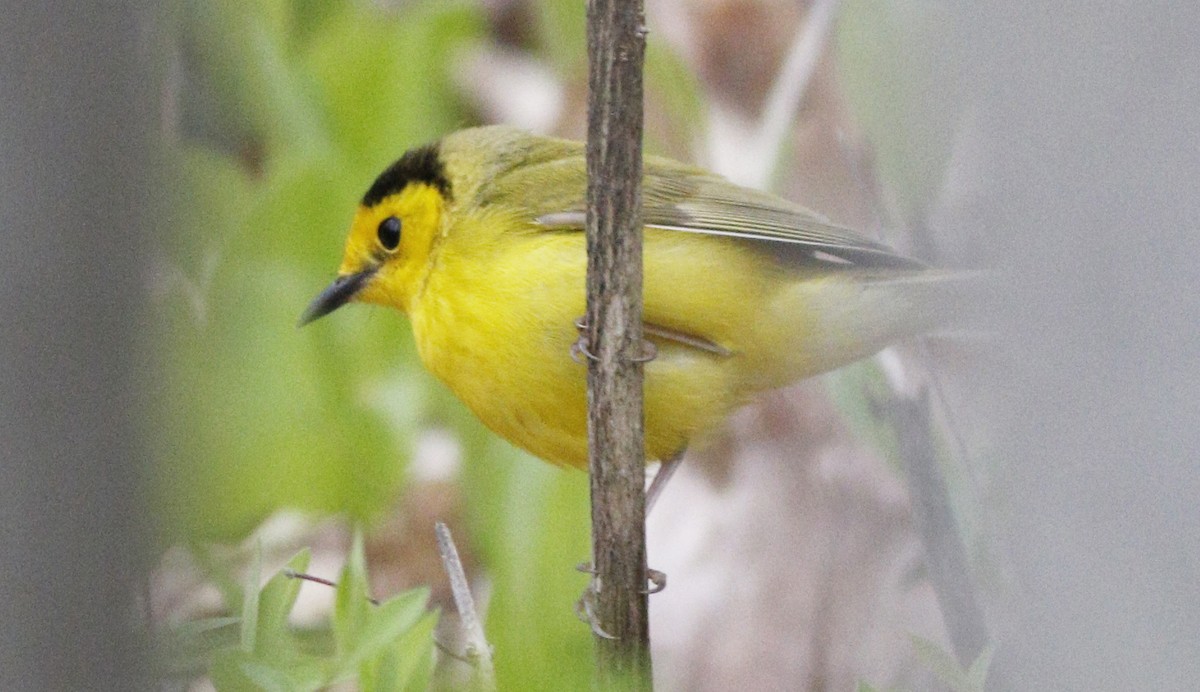 Hooded Warbler - ML57597011