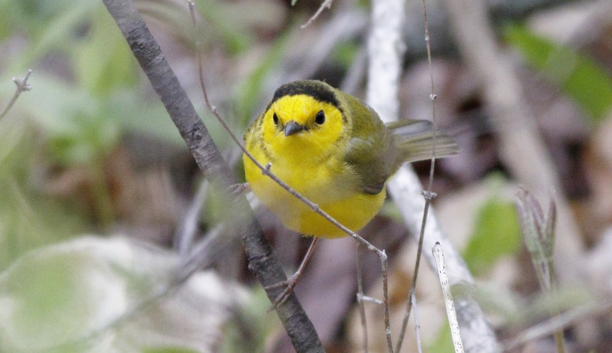 Hooded Warbler - ML57597041