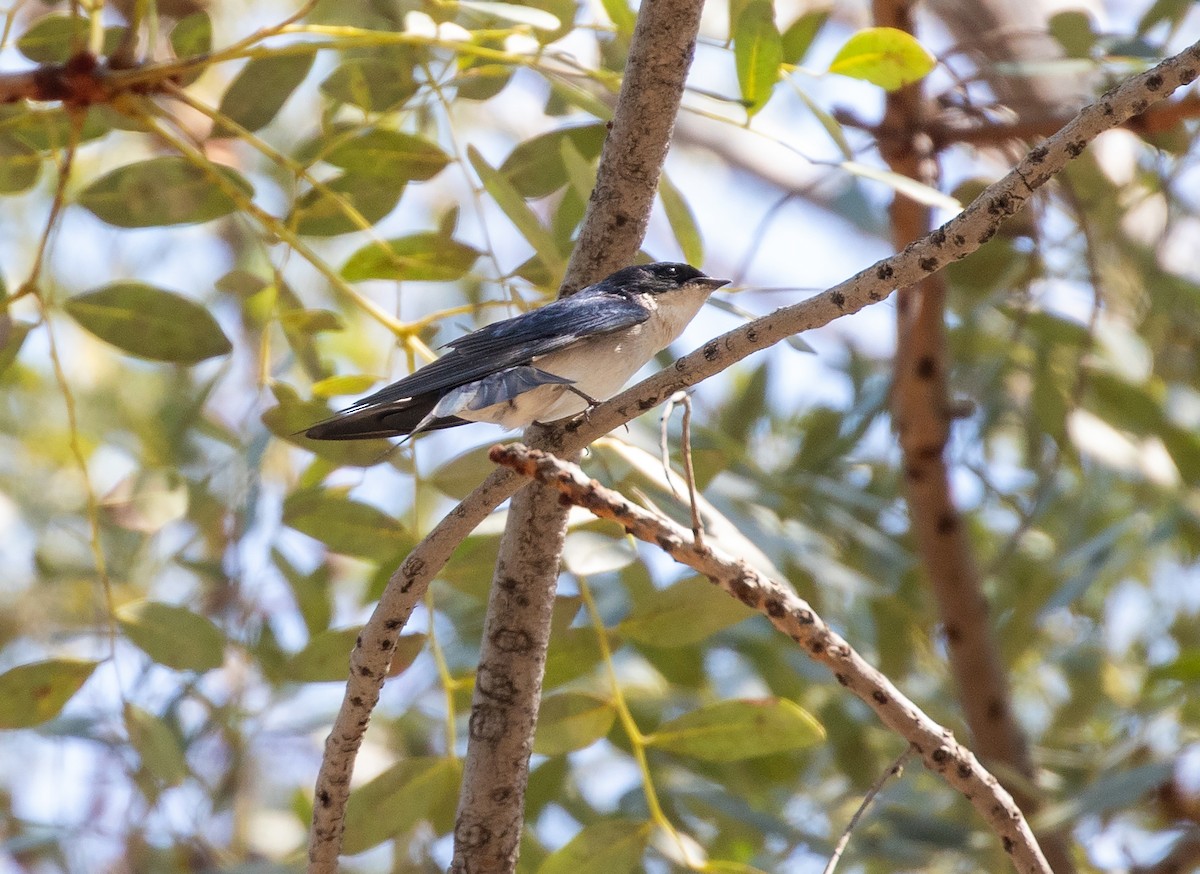 Pearl-breasted Swallow - ML575970871