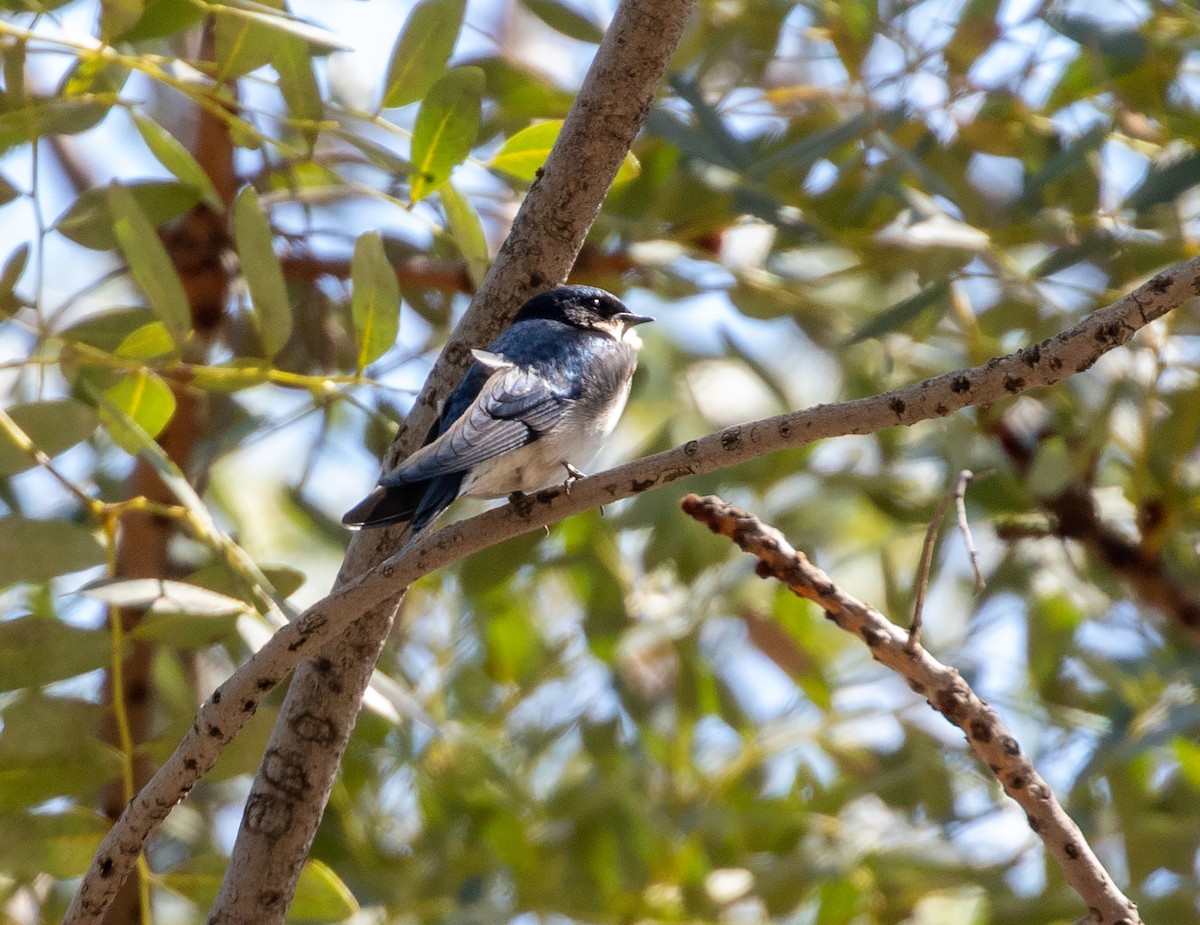 Pearl-breasted Swallow - ML575971031