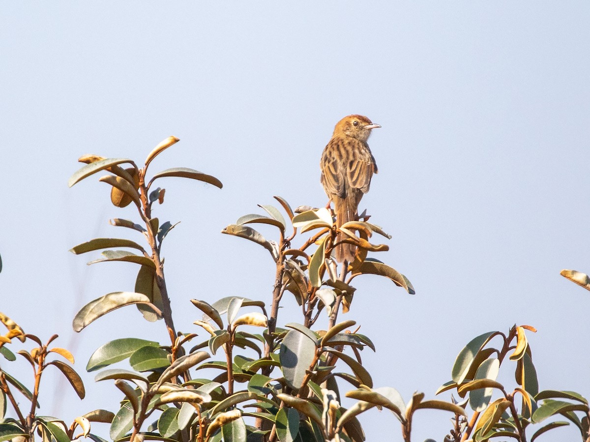 Wailing Cisticola (Wailing) - ML575971831