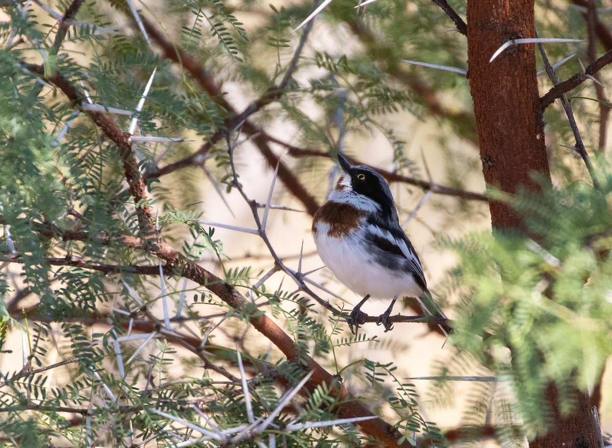 Chinspot Batis - ML575972001