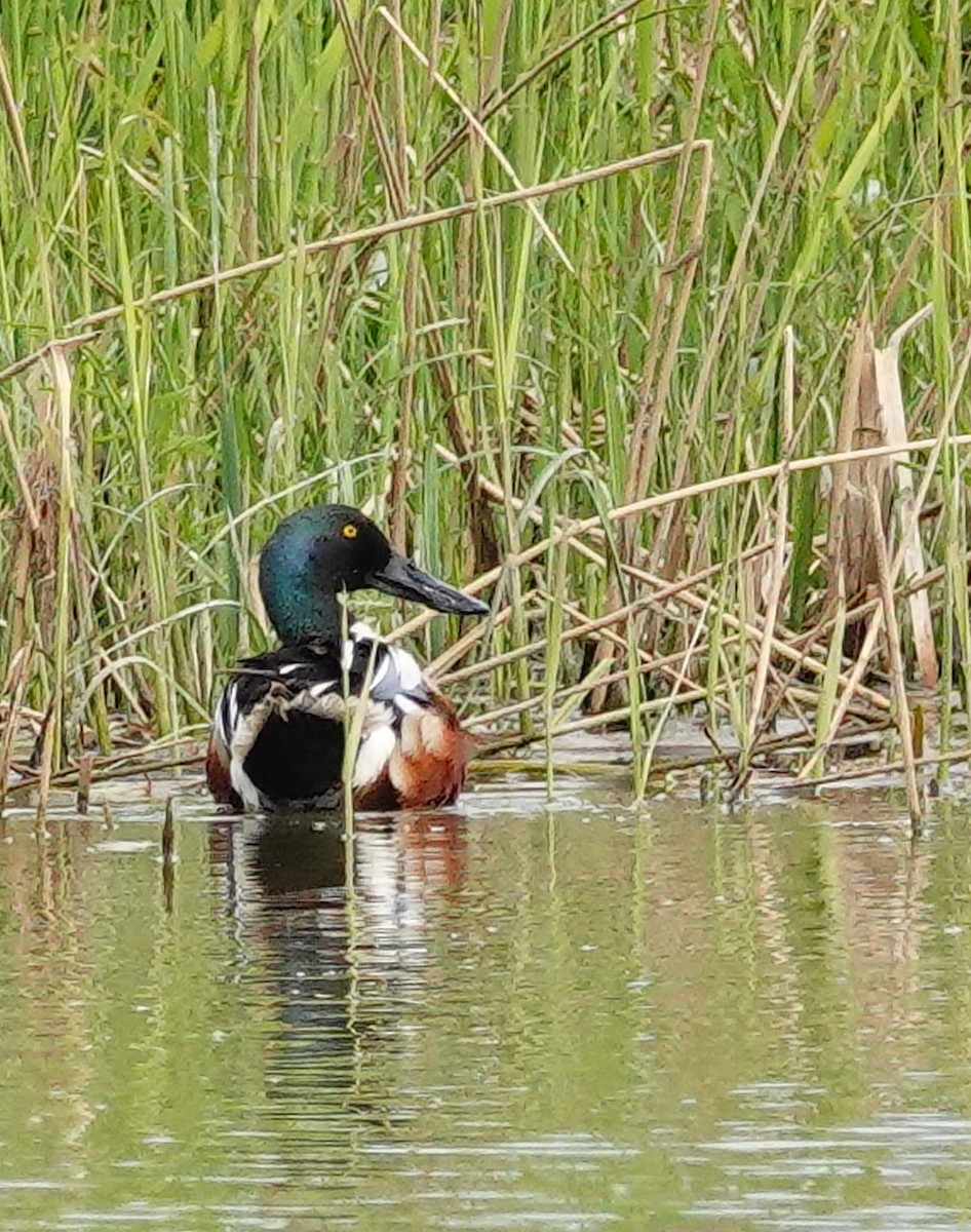 Northern Shoveler - ML575972961