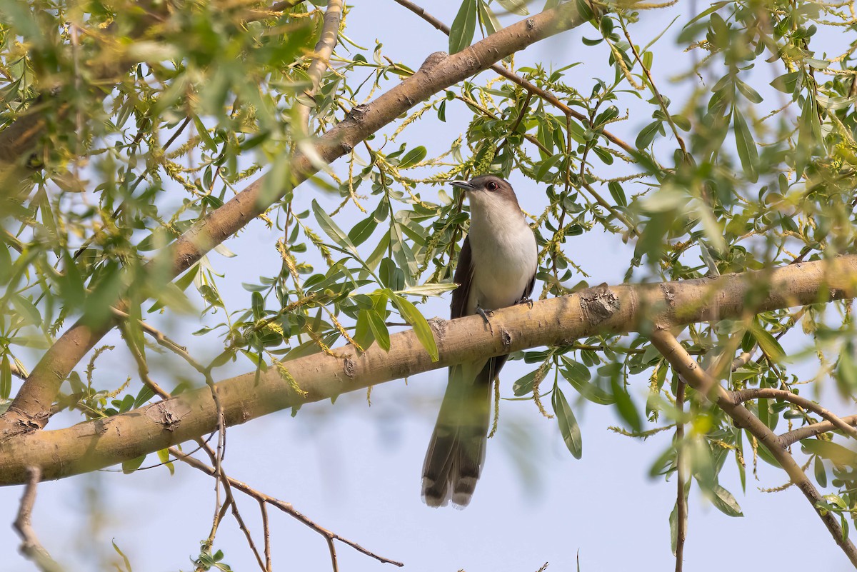 Black-billed Cuckoo - ML575973311