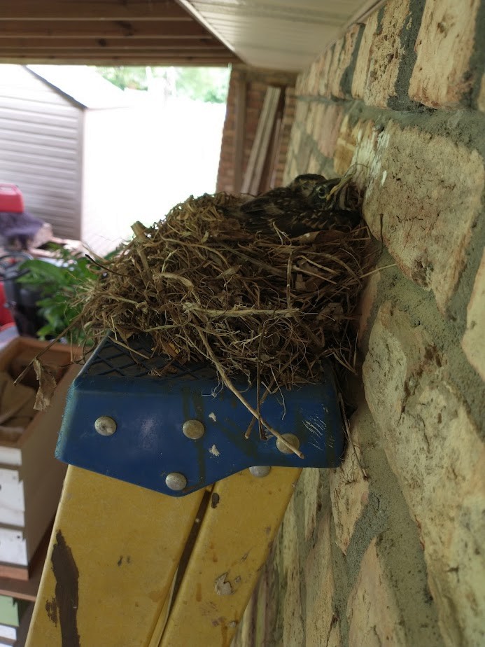 American Robin - ML575973381