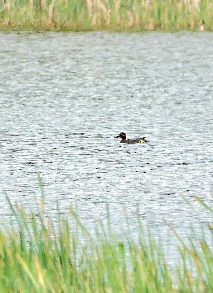 Green-winged Teal - ML575973571