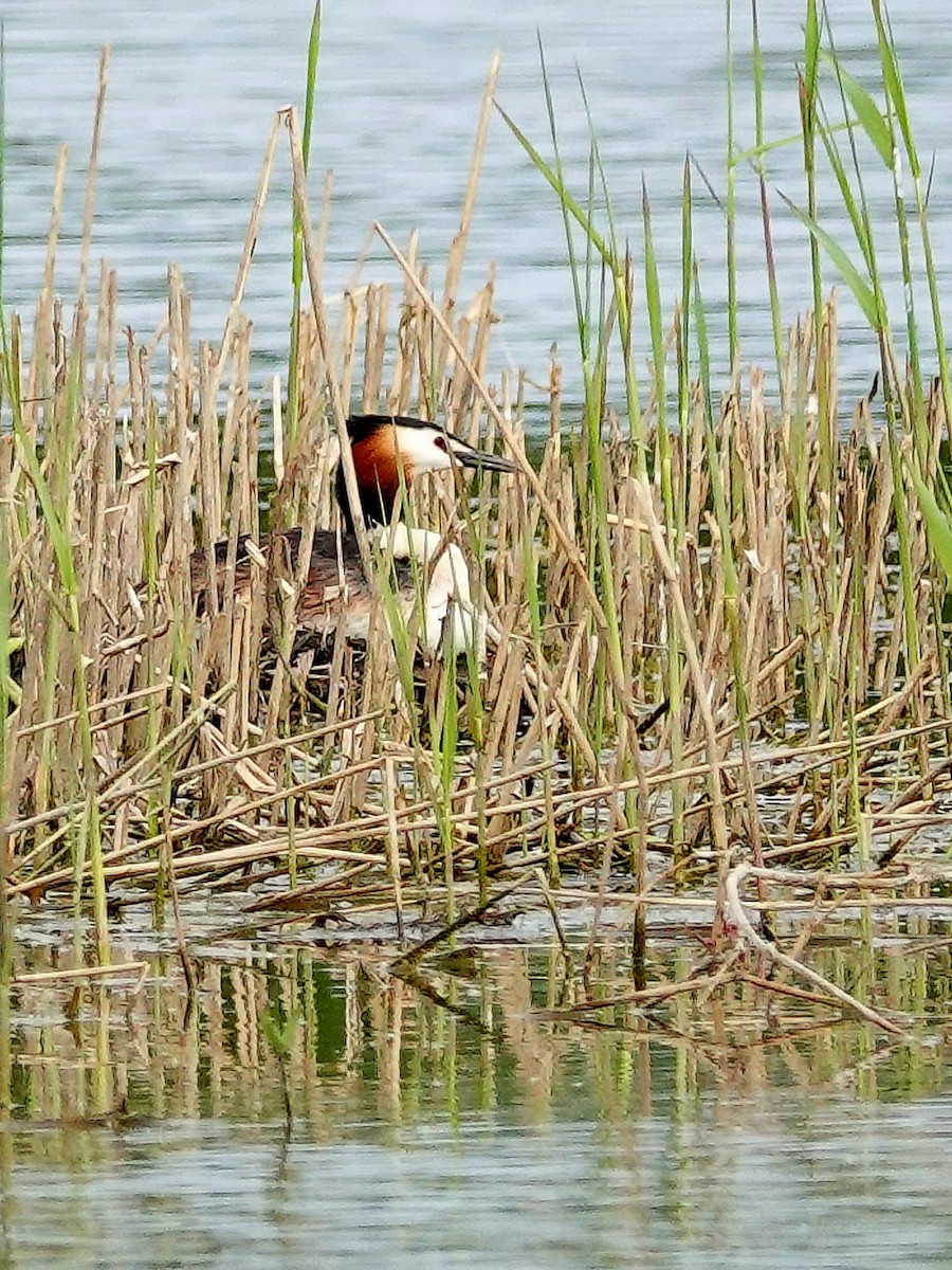 Great Crested Grebe - ML575973711