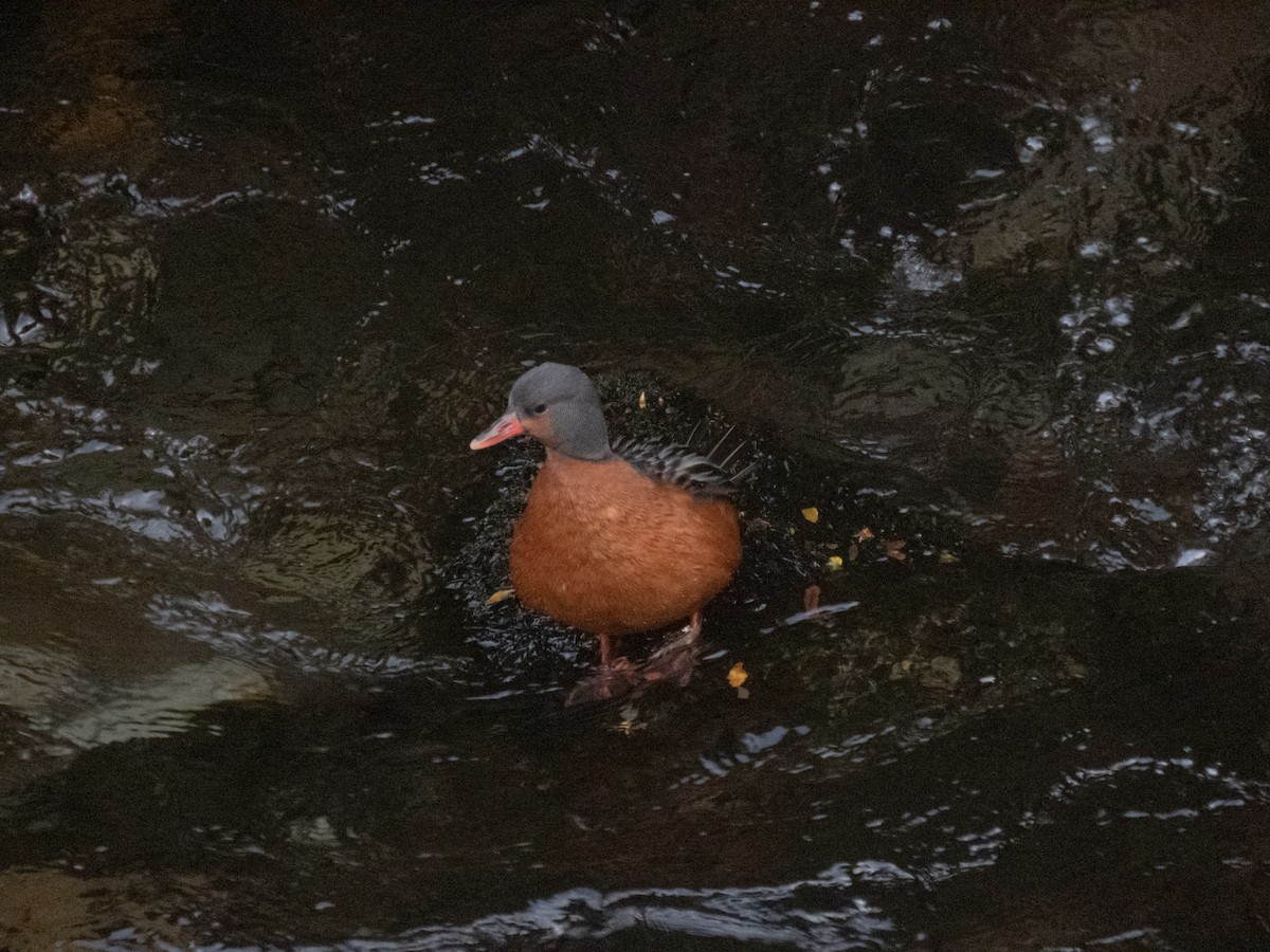 Torrent Duck - ML575973881