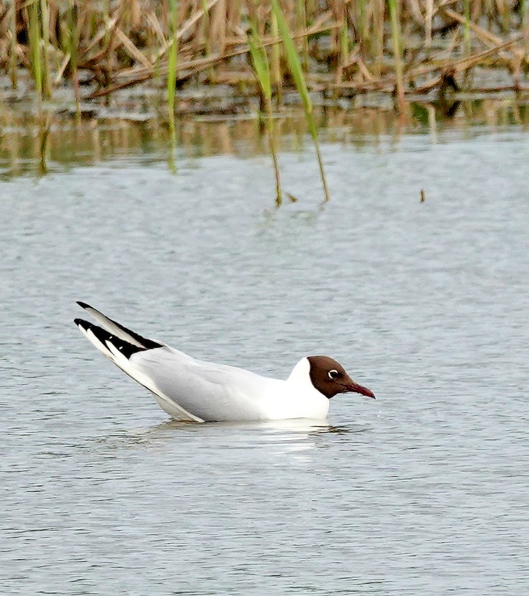 Black-headed Gull - ML575973961