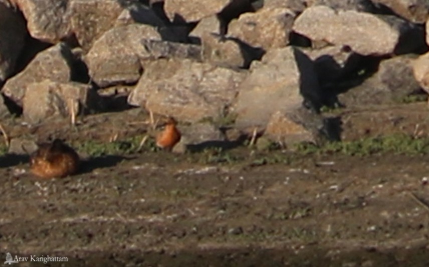 Red Knot - ML57597411