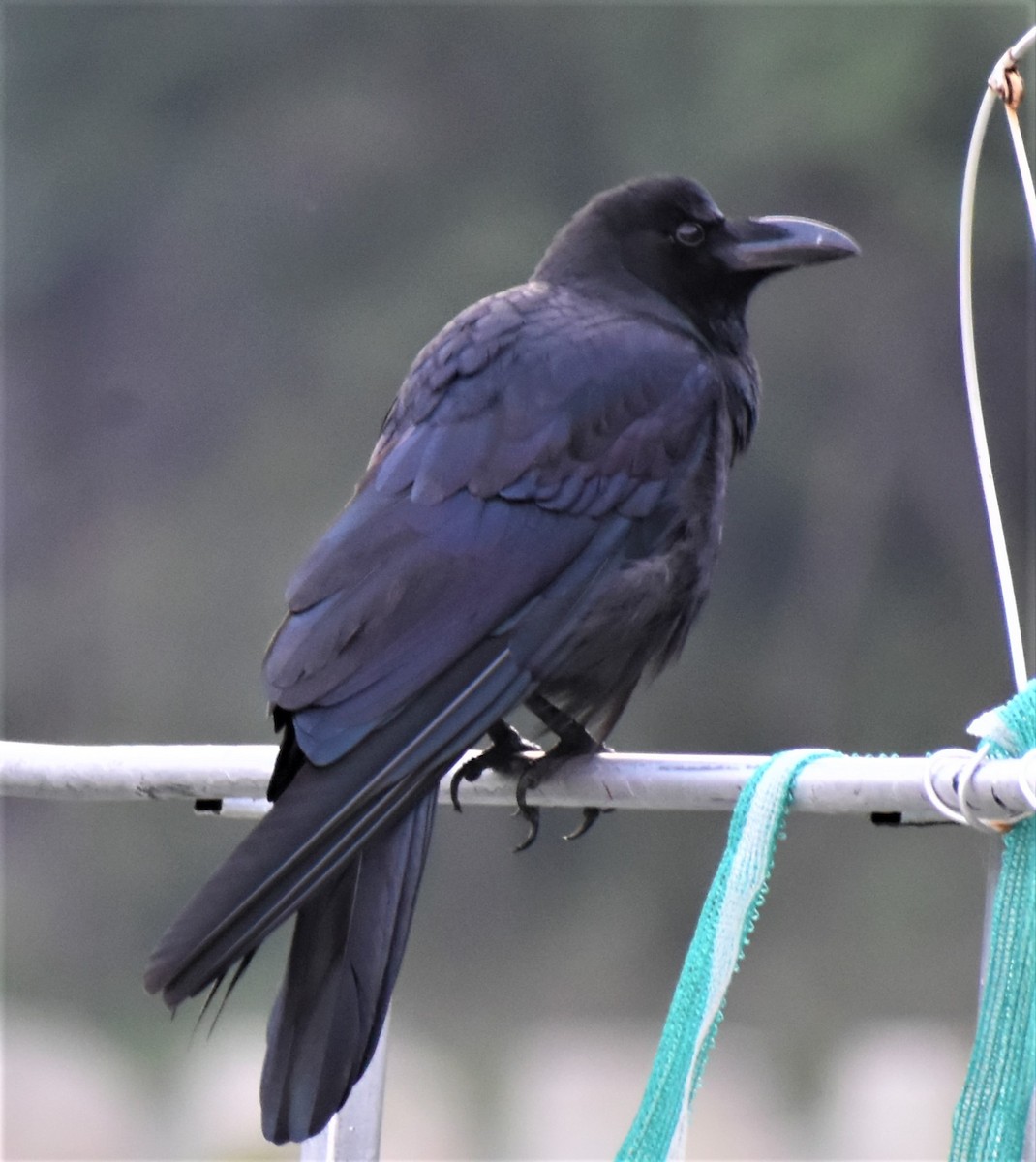 Large-billed Crow - ML575974231