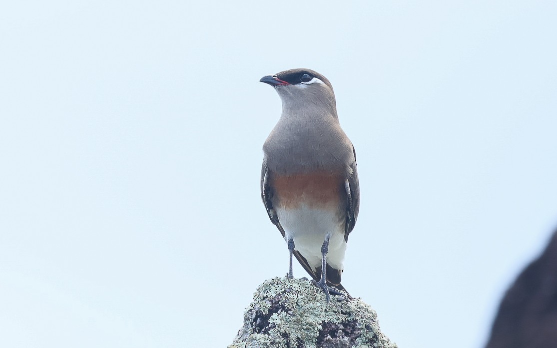 Madagascar Pratincole - Dominic Rollinson - Birding Ecotours