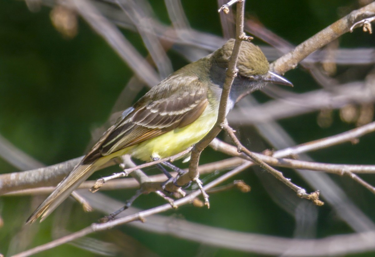 Great Crested Flycatcher - Lois Huddlestun