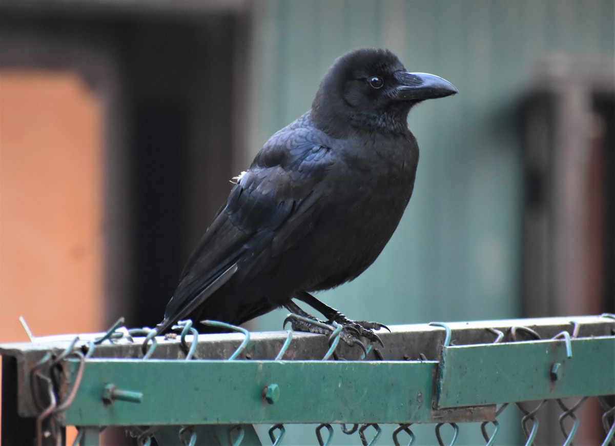Large-billed Crow - ML575974671
