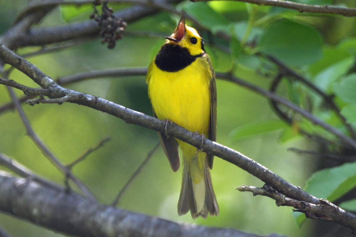 Hooded Warbler - ML575974691